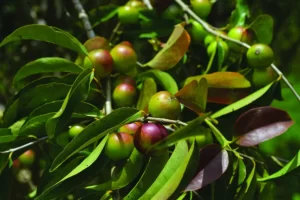 Fruta recordista em Vitamina C ajuda a restaurar a floresta amazônica.