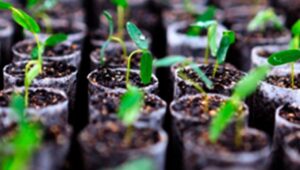 O hype da restauração florestal como negócio e seus riscos.