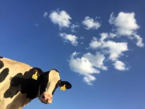 Crescem as emissões globais na produção de carne e leite.