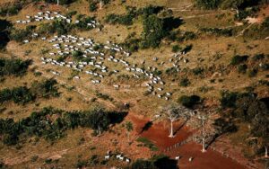 Consumo de carne na Europa contribui para o aumento do desmatamento no Pantanal