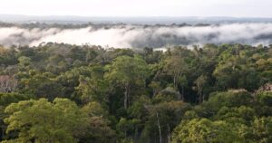 Da bioeconomia à pecuária mais produtiva: veja propostas de pesquisadores para a Amazônia.