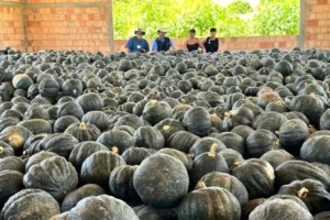 Abelhas sem ferrão aumentam 30% da produtividade de abóbora orgânica.