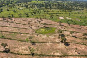 Recuperação de pastagens degradadas no Pantanal custaria R$15,96 bilhões, diz estudo.