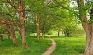 Novas pesquisas sugerem que as plantas podem ser capazes de absorver mais CO2 proveniente das atividades humanas do que era esperado anteriormente.
