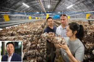 $2.1 milhões de impulso para expandir a produção de cogumelos exóticos na Austrália.
