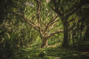 As startups de bioeconomia sueca estão se ramificando para além da silvicultura.