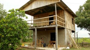 Descoberto tesouro verde bilionário no Acre; saiba como o bambu pode ser o novo ouro da Amazônia