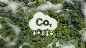 O caminho para a remoção permanente de carbono na UE deve ser estabelecido agora