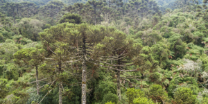 Edital para concessões na Mata Atlântica visa recuperar vegetação nativa no Sul – BNDES
