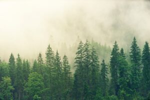 Fungos do solo e a riqueza das florestas: Compreendendo a biodiversidade global