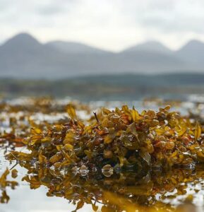 Sea&Believe inaugura fazenda de algas na Irlanda e impulsiona setores alimentício e de beleza