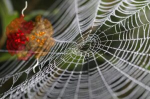 AMSilk e 21st.BIO se unem para acelerar a produção sustentável de seda de aranha em larga escala