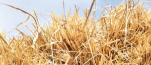 Pesquisa da Aston University foca na conversão de palha de arroz em biofuel como caminho sustentável