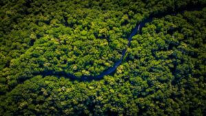 Bioeconomia na Amazônia: um caminho sustentável para reverter desmatamento e proteger a biodiversidade