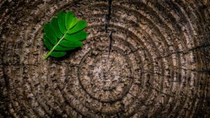 Circularidade e biobase: unindo forças para uma bioeconomia sustentável