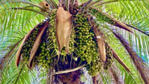 Mubadala investe bilhões na macaúba, prometendo uma revolução no agronegócio brasileiro