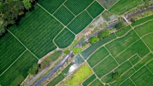Construir cadeias de valor rurais para uma bioeconomia equitativa