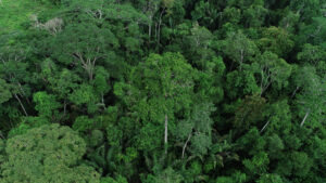 Acre lidera com captação bilionária para iniciativas ambientais
