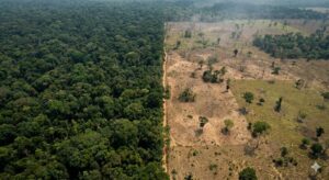 Desmatamento altera clima local na Amazônia e aproxima regiões degradadas de um padrão de transição para savana