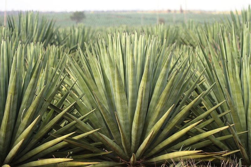 Biocarvão acelera desenvolvimento do agave no semiárido e eleva biomassa em até 60%, aponta estudo
