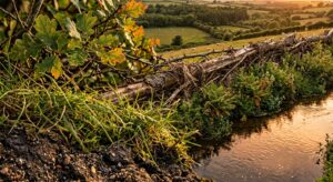 Irlanda destina €37,5 milhões a pesquisas em agroalimentos, florestas e bioeconomia