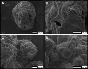 Cápsulas de celulose elevam viabilidade de fungo bioinseticida após armazenamento